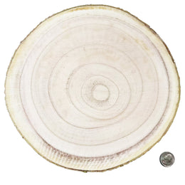 Large natural wood slice size reference 9.8 to 12.2 inches