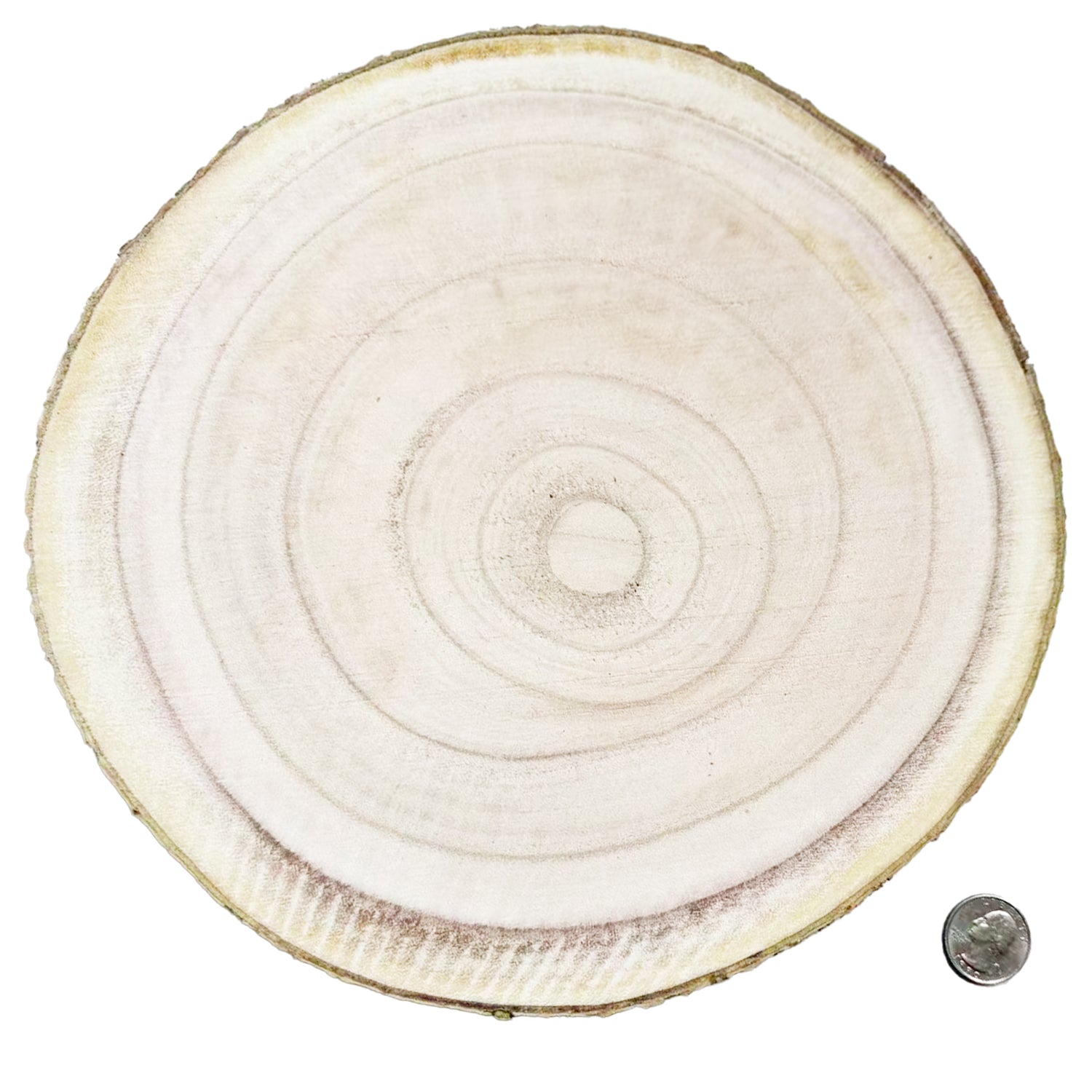 Large natural wood slice size option measuring 9.8 to 12.2 inches or 25 to 31 cm for personalized photo keepsakes.